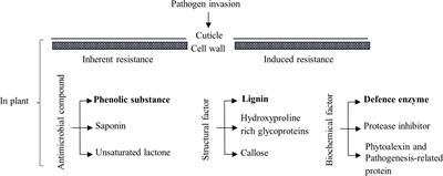 Biochemical mechanisms preventing wilting under grafting: a case study on pumpkin rootstock grafting to wax gourd